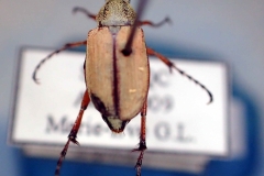 Macrodactylus subspinosus