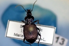 Sphaeroderus sternostomus (Carabidae)