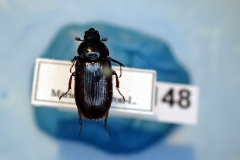 Platycerus virescens (Lucanidae) femelle