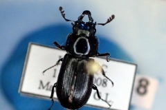 Platycerus virescens (Lucanidae) mâle