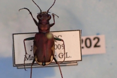 Cicindela scutellaris (Cicindelinae)