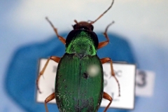 Chlaenius sericeus (Carabidae)