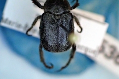 Hoplia trifasciata (Scarabaeidae)