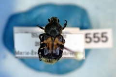 Trichiotinus assimilis (Scarabaeidae)