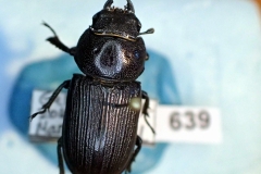 Dorcus parallelus (Lucaenidae) femelle