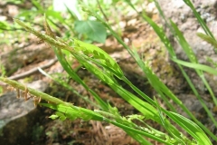 Carex albursina au Parc de la Gatineau