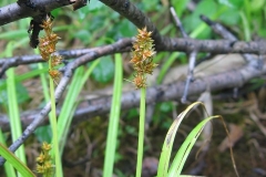 Carex alopecoidea sur l'alvar d'Aylmer