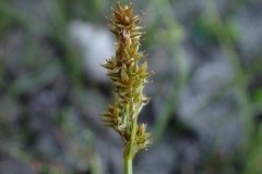 Carex arcta (2015-08-13) – à Kangiqsualujjuaq.