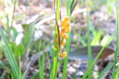 Carex aurea sur l'alvar d'Aylmer