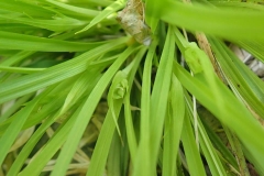Carex backii au Parc de la Gatineau