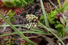 Carex bicolor, à Umiujaq