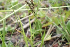 Carex bigelowii (2015-08-04) – à Kuujjuaq.