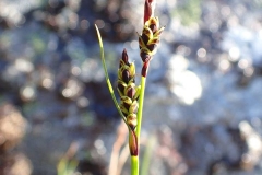 Carex bigelowii à Umiujaq