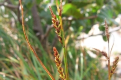 Carex bigelowii au Parc national des Hautes-Gorges-de-la-Rivière-Malbaie