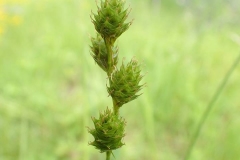 Carex brevior, alvar de Quyon, 2017