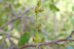 Carex brunescens subsp. brunnescens à Umiujaq – à Umiujaq.