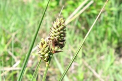Carex buxbaumii à Knox Landing le 2015-VI-06