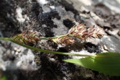 Carex bubauxmii, Pontiac station 2017-08-05