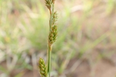 Carex cannescens à Umiujaq