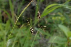 Carex capillaris subsp. capillaris (2018-08-06) Cap Ferré, Havre-St-Pierre