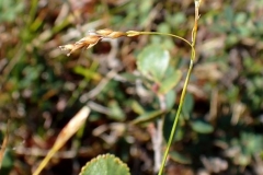Carex capillaris subsp. fuscidula (2015-VIII-06) – à Kuujjuaq.