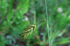 Carex castanea vu à l'alvar de Burnt Lands, Ontario, 2015-VI-5