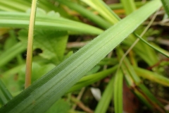 Carex castanea Sand Bay 2017-07-02