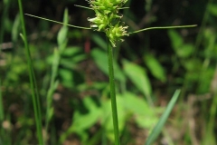 Carex cephalophora à Knox Landing le 2015-VI-06