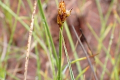 Carex chordorrhiza (2015-VIII-06) – à Kuujjuaq.