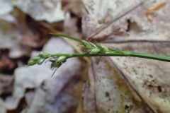 Carex communis, Parc de la Gatineau, 2016-06-25