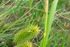 Carex comosa à Knox Landing... Les dents du bec divergent.