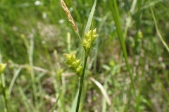 Carex conoidea, 2018-06-09, île des Cascades