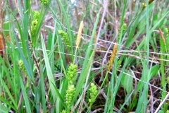 Carex crawei vu à l'alvar de Burnt Lands, Ontario, 2015-VI-5