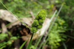 2017-07-02 Carex cristatella à Sand Bay