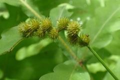 Carex cristatella au Parc de la Gatineau 2016-07-10