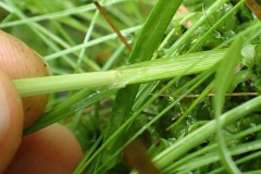 Carex cristatella au Parc de la Gatineau 2016-07-10
