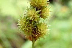 Carex cristatella, POntiac station 2017-08-05