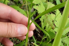 Carex cristatella (les feuilles sont insérées à égales distance les unes des autres), POntiac station 2017-08-05