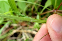 Gaine du Carex cristatella, POntiac station 2017-08-05