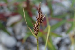 Carex deflexa (2015-VIII-08) – à Kuujjuaq.