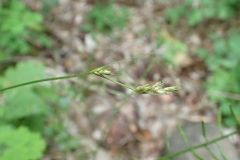Carex deweyana dans le Parc de la Gatineau, 2016-07-02