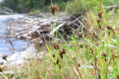Rhynchospora capitellata au lac Brochet (PNMT) 2014