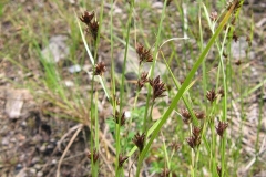 Rhynchospora capitellata au Parc national du Mont-Tremblant