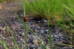 Schoenoplectus pungens aux rapides Remik