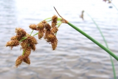 Schoenoplectus tabernaemontani à Knox Landing