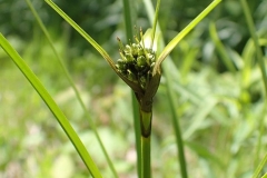 Scirpus atrocinctus très jeune au Mont-Tremblant 2016-06-17