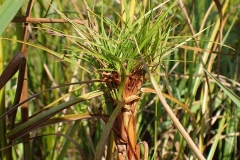 Scirpus cyperinus avec une galle, Plaisance (2017-09-17)