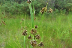 Scirpus hattorianus sur l'alvar d'Aylmer