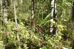 Scirpus hattorianus (2017-10-01) dans le parc de la Gatineau.