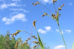 Scirpus pendulus sur l'alvar d'Aylmer